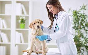 Veterinaria